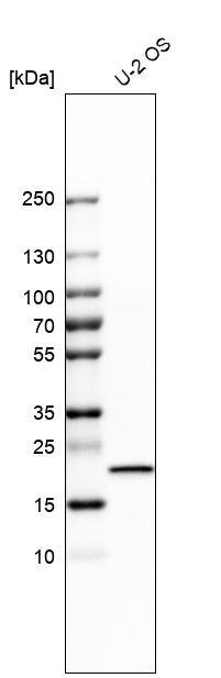 Analysis in human cell line U-2 OS.