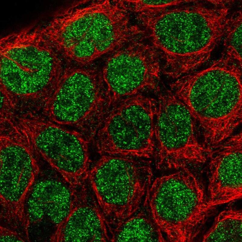 Immunocytochemistry/ Immunofluorescence IRF8 Antibody - BSA Free