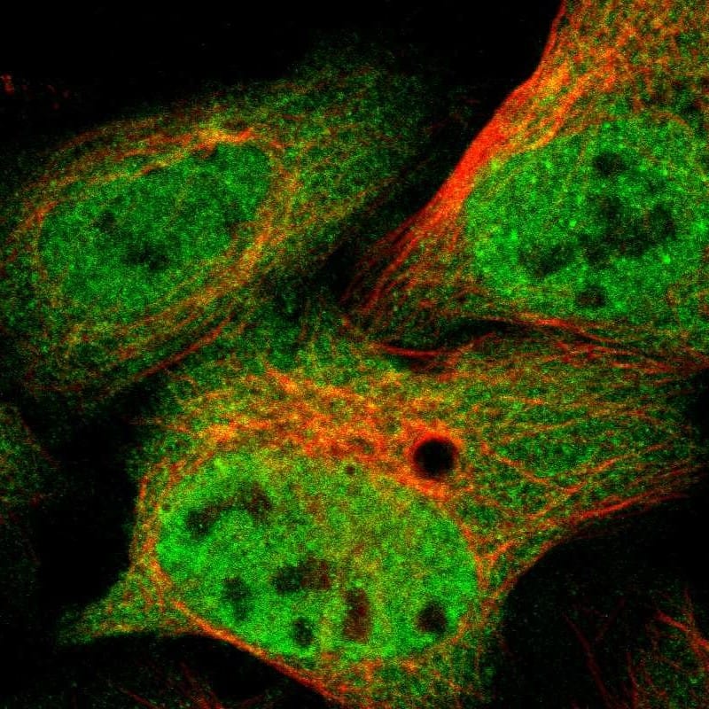 Staining of human cell line U-2 OS shows localization to nucleoplasm & cytosol.