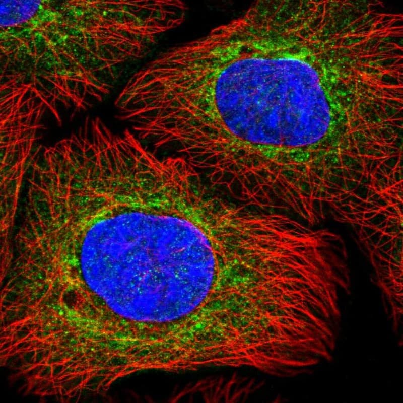 Staining of human cell line A-431 shows localization to cytosol & mitochondria.