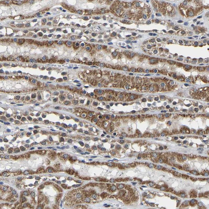 Immunohistochemistry-Paraffin GIMAP7 Antibody - BSA Free
