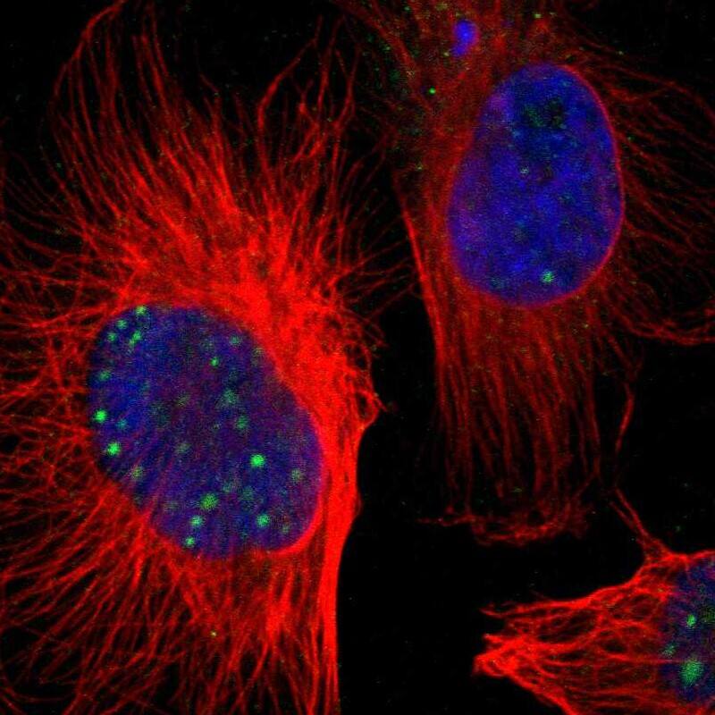 Staining of human cell line U-251 MG shows localization to nuclear bodies.