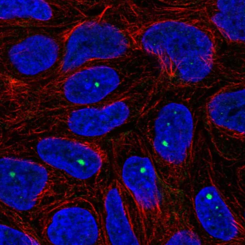 Immunocytochemistry/ Immunofluorescence ZNF226 Antibody - BSA Free