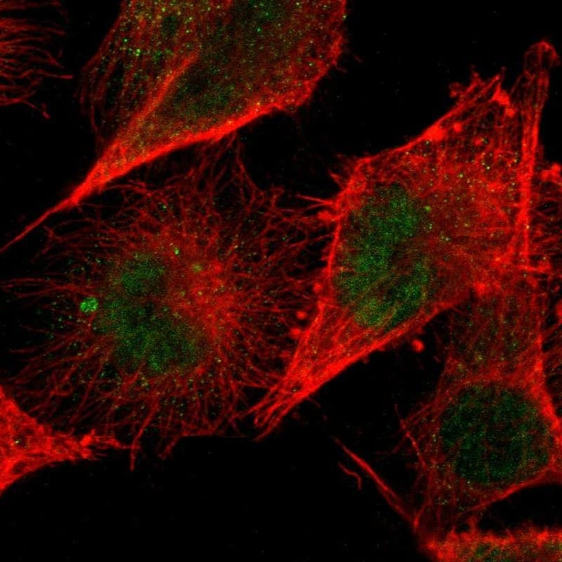 Staining of human cell line U-251 MG shows localization to nucleoplasm.