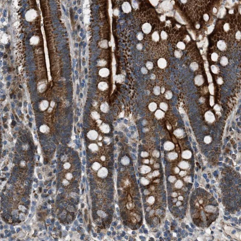 Staining of human duodenum shows strong cytoplasmic positivity with a granular pattern in glandular cells.