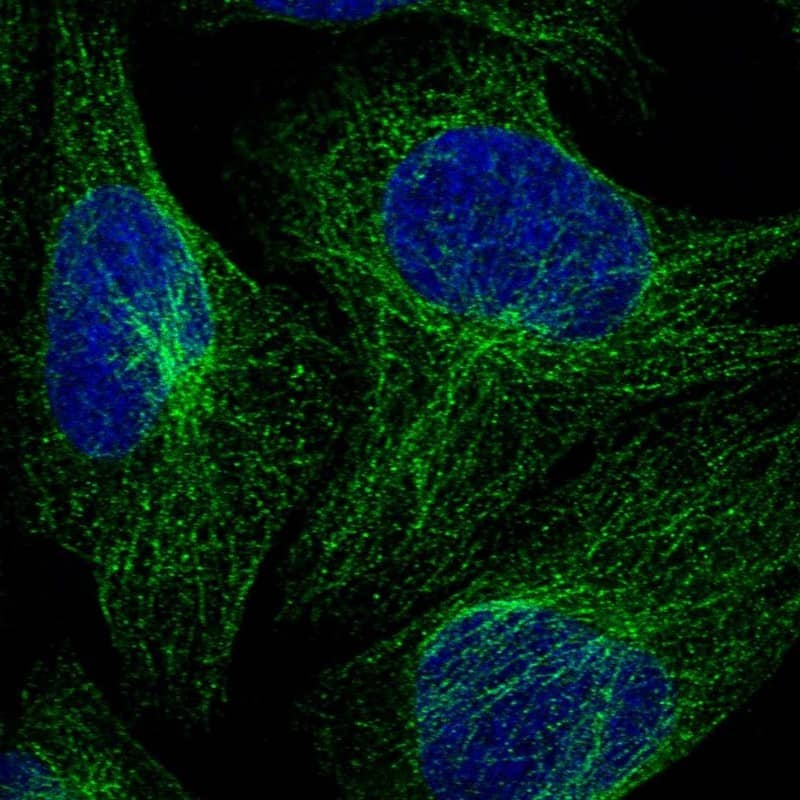 Staining of human cell line U-2 OS shows localization to microtubules.