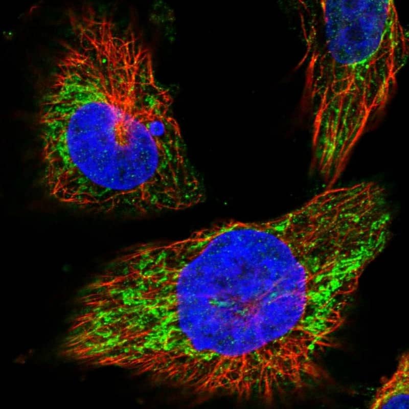 Immunocytochemistry/ Immunofluorescence MRPL38 Antibody - BSA Free