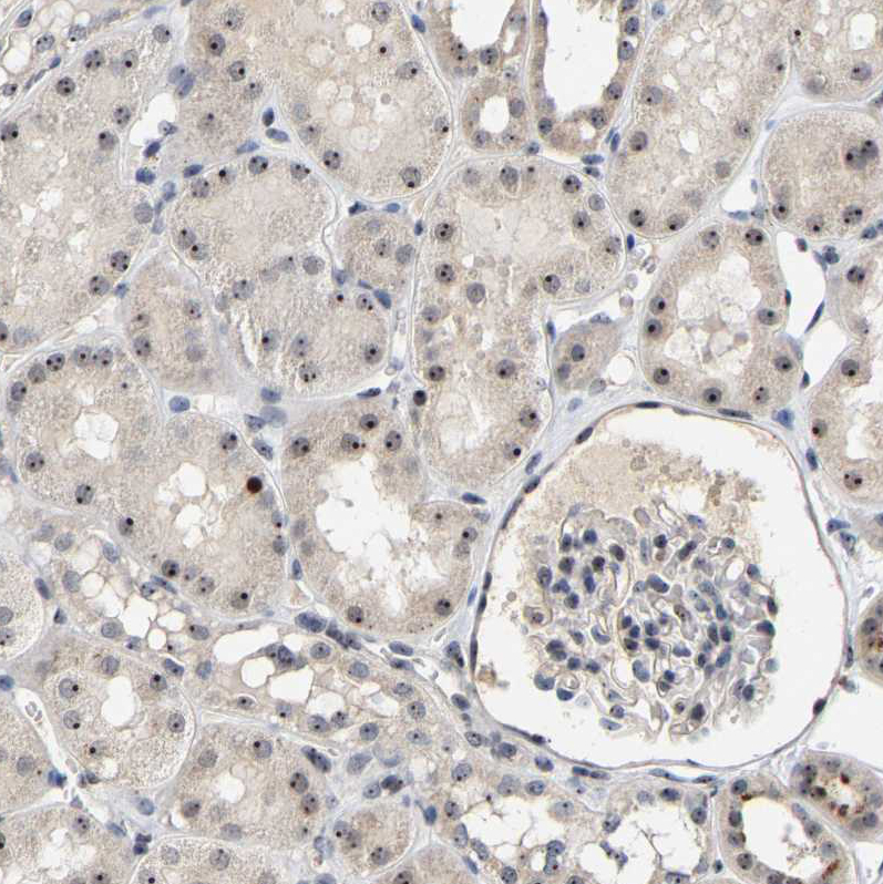 Immunohistochemistry-Paraffin NOP58 Antibody - BSA Free