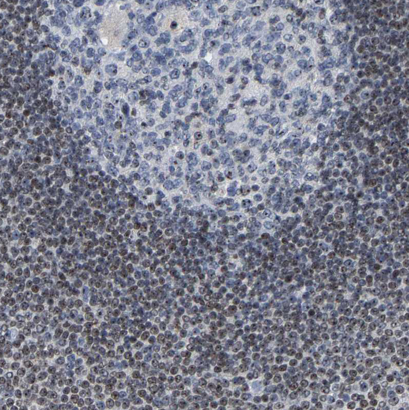Immunohistochemistry-Paraffin NOP58 Antibody - BSA Free