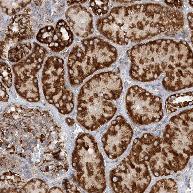 Staining of human kidney shows strong granular cytoplasmic positivity in cells in tubules.