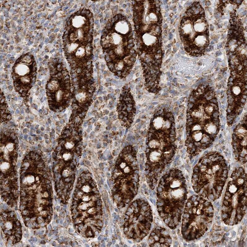 Staining of human duodenum shows shows strong granular cytoplasmic positivity in glandular cells.