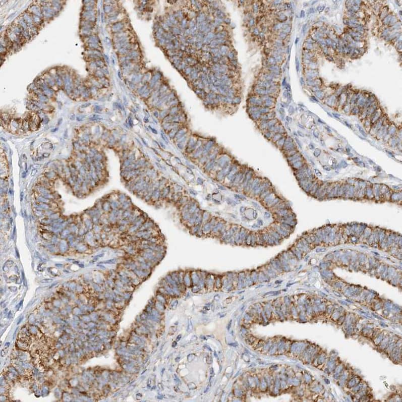 Staining of human Fallopian tube shows strong granular cytoplasmic positivity in glandular cells.