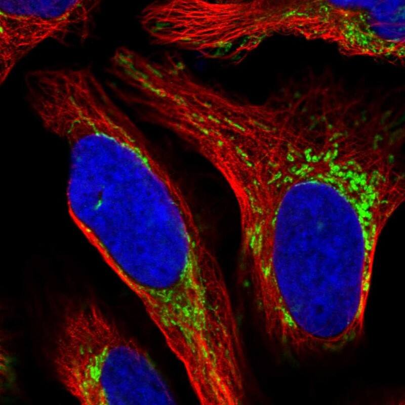 Immunocytochemistry/ Immunofluorescence MRPS28 Antibody - BSA Free