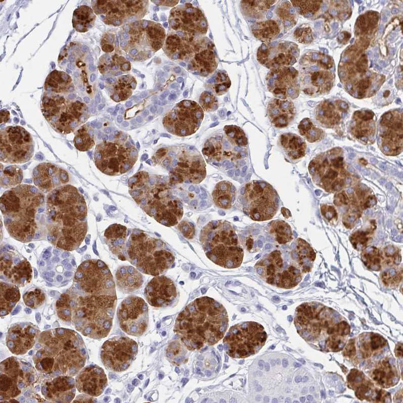 Staining of human salivary gland shows strong cytoplasmic positivity in glandular cells.