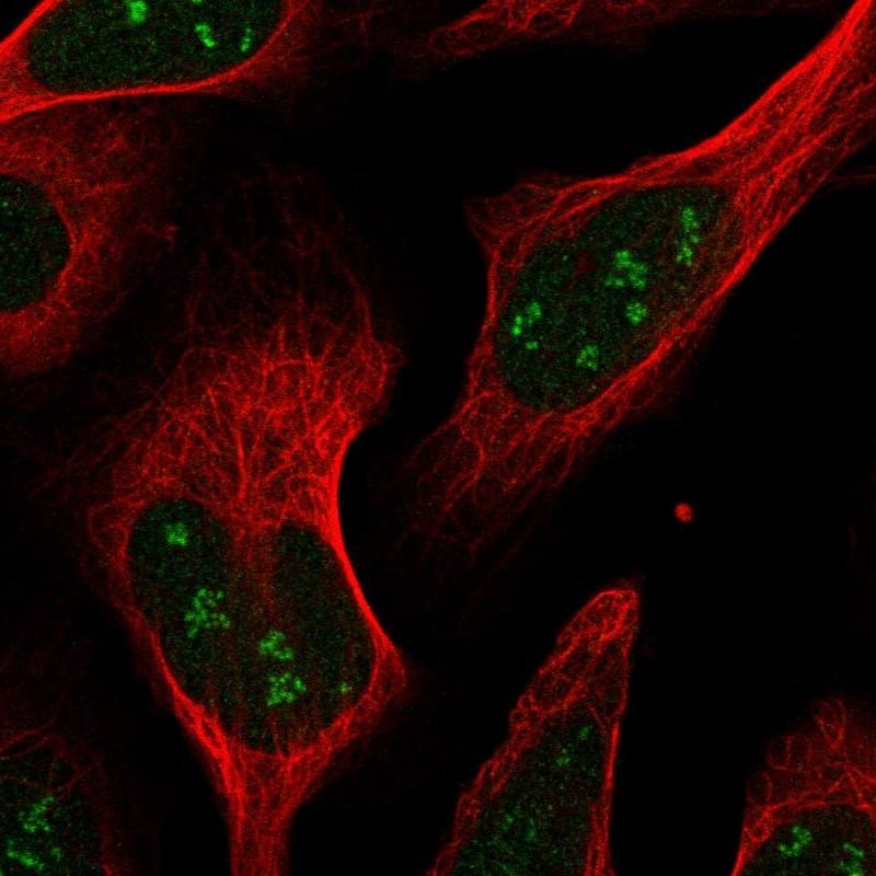 Staining of human cell line U-2 OS shows localization to nucleus & nucleoli fibrillar center.