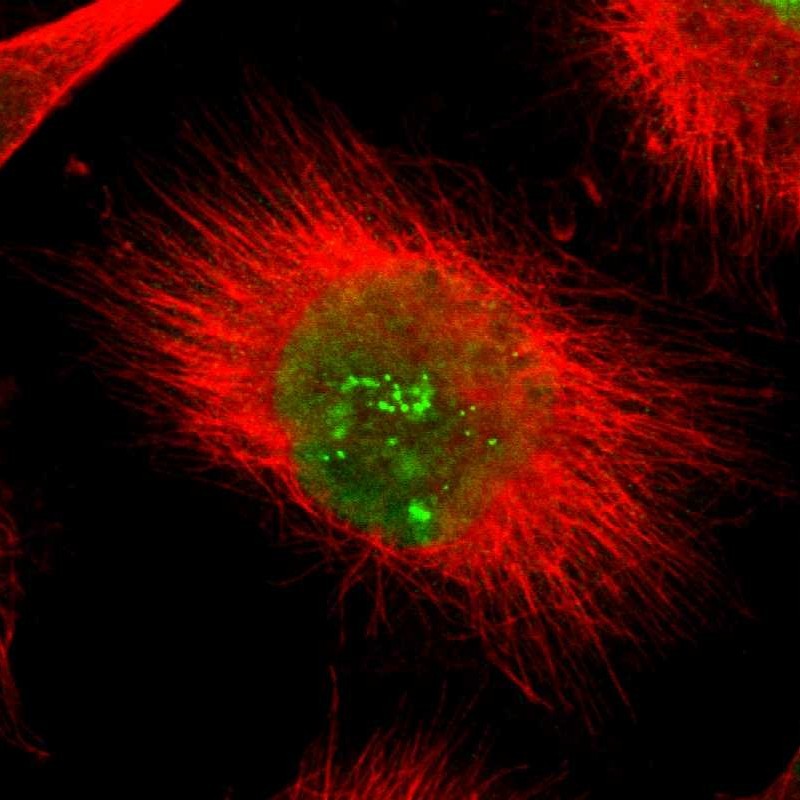 Immunocytochemistry/ Immunofluorescence POLR2F Antibody - BSA Free