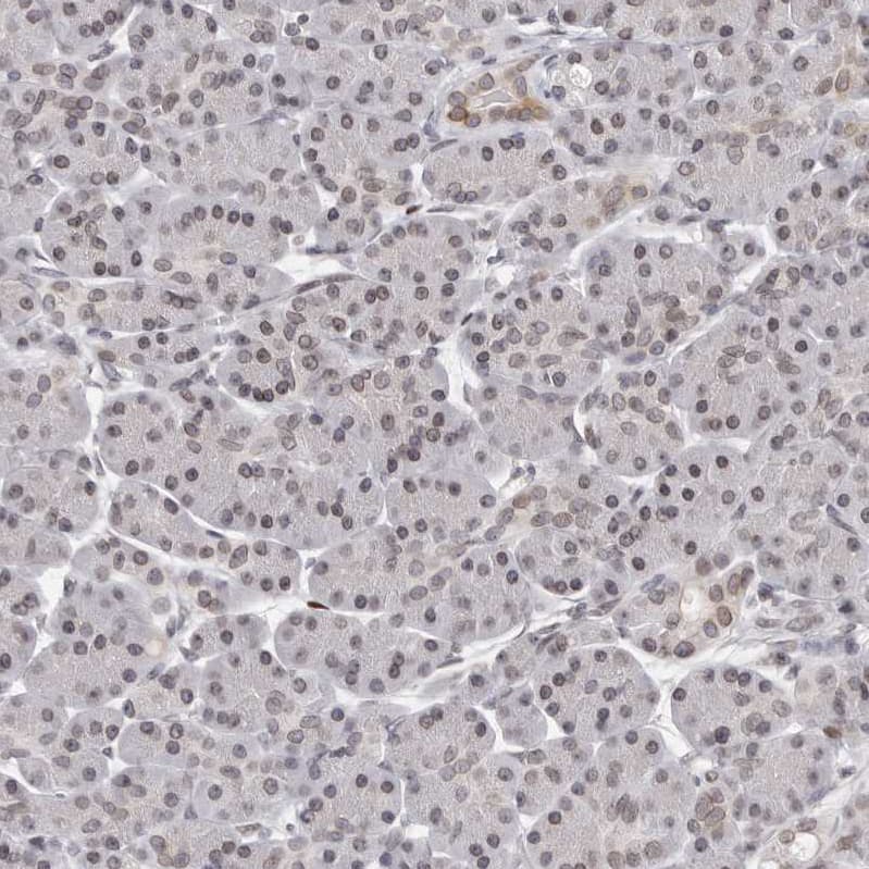 Staining of human pancreas shows very weak positivity in nuclear membrane in exocrine glandular cells.