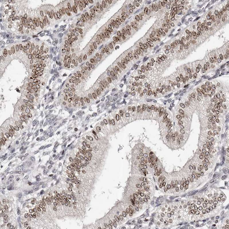 Staining of human endometrium shows weak to moderate positivity in nuclear membrane in glandular cells.