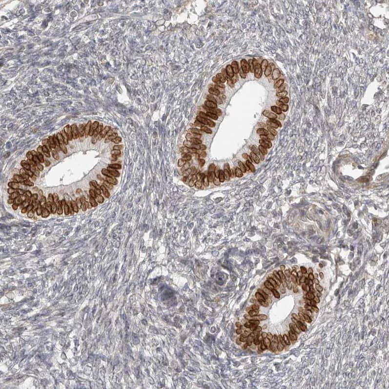 Staining of human endometrium shows strong positivity in nuclear membrane in glandular cells.