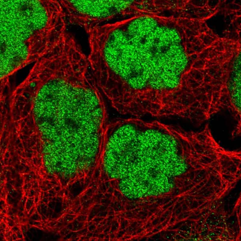 Immunocytochemistry/ Immunofluorescence MIER1 Antibody - BSA Free
