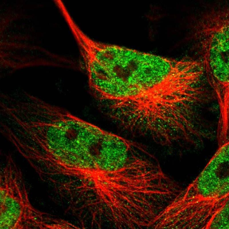 Staining of human cell line U-251 MG shows localization to nucleoplasm.