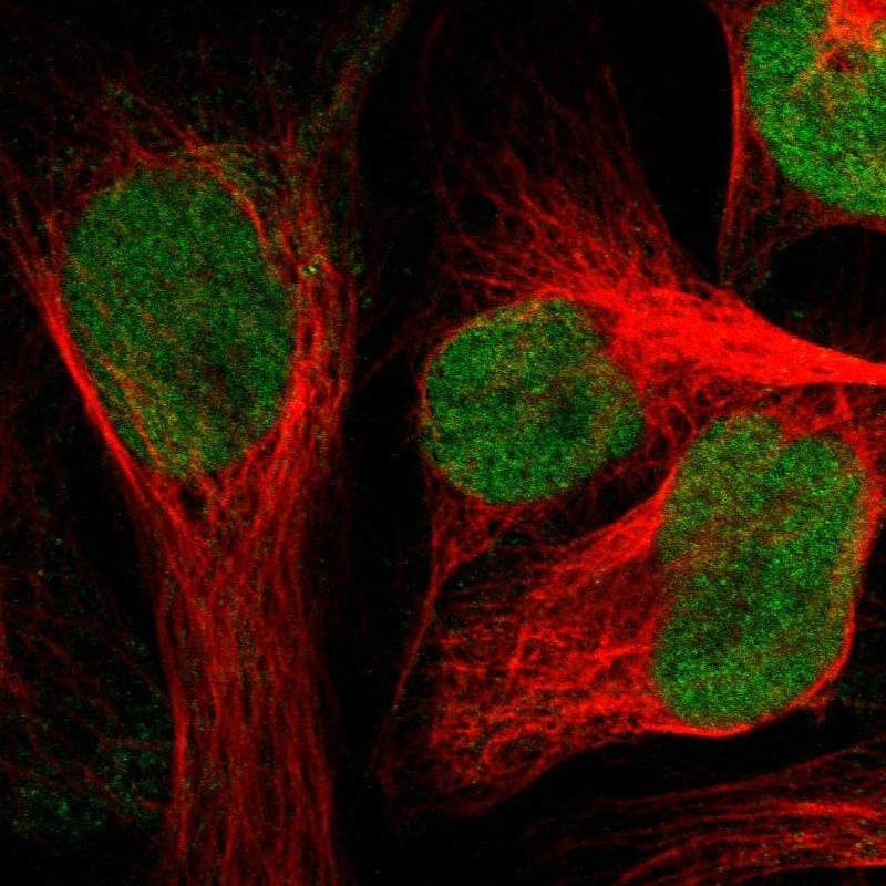 Immunocytochemistry/ Immunofluorescence ZNF22 Antibody - BSA Free