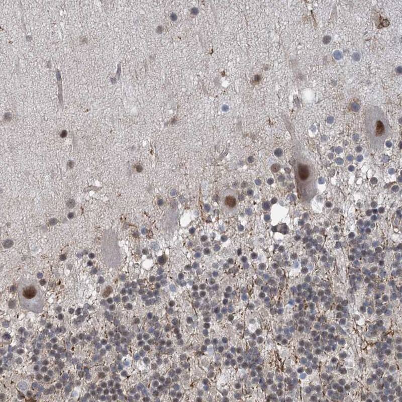 Staining of human cerebellum shows moderate nuclear positivity in Purkinje cells.
