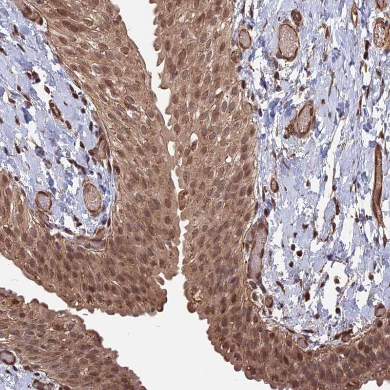 Immunohistochemistry-Paraffin TEL2 Antibody - BSA Free