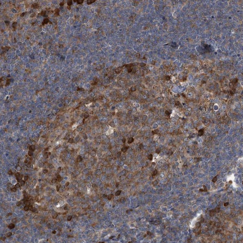Staining of human tonsil shows high expression.