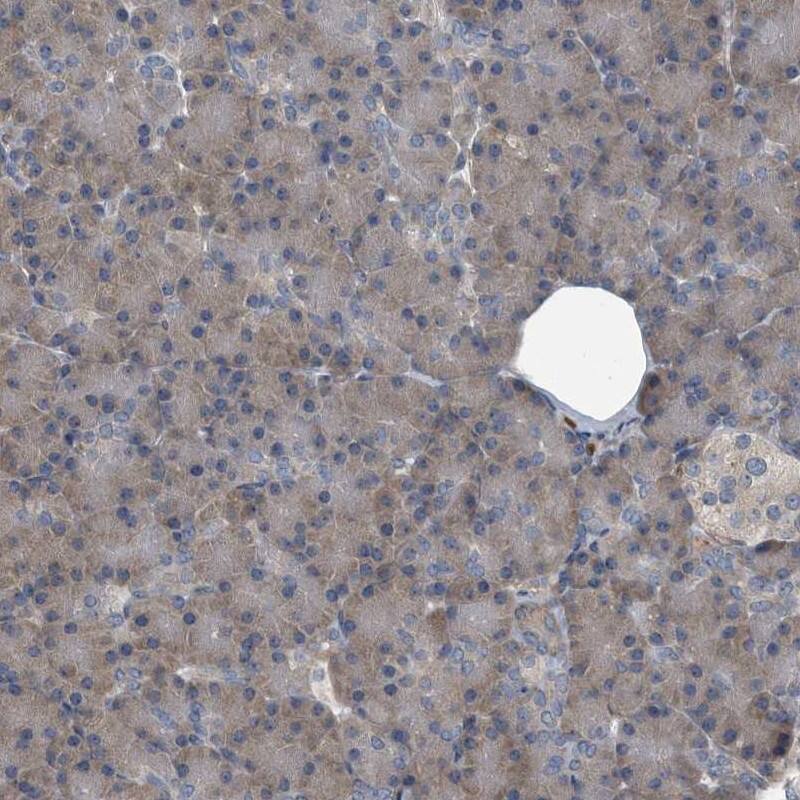 Staining of human pancreas shows low expression as expected.