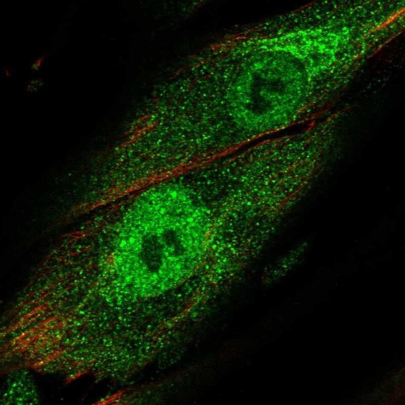 Immunocytochemistry/ Immunofluorescence Trim22 Antibody - BSA Free