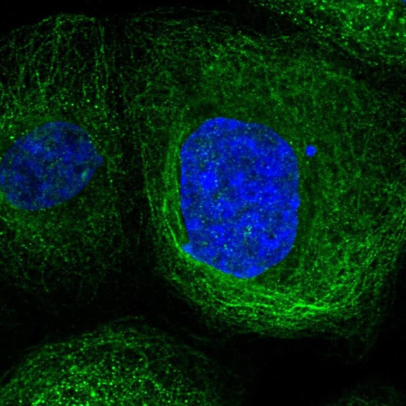 Staining of human cell line A-431 shows localization to microtubules.