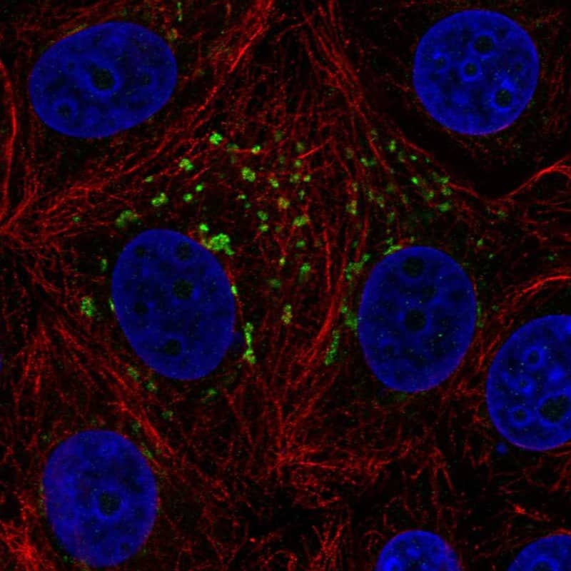 Staining of human cell line MCF7 shows localization to the Golgi apparatus.
