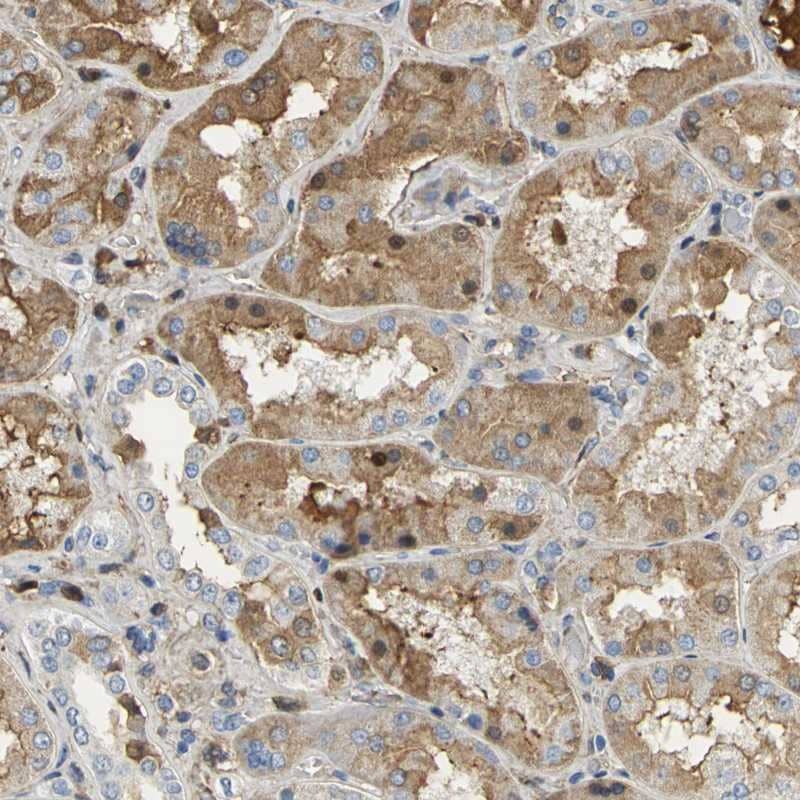 Immunohistochemistry-Paraffin GYG2 Antibody - BSA Free