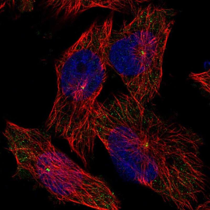 Immunocytochemistry/ Immunofluorescence WDR67 Antibody - BSA Free