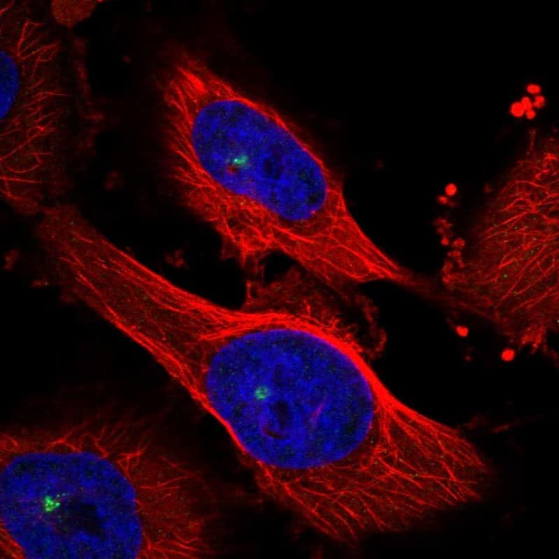 Staining of human cell line U-251 MG shows localization to centrosome.