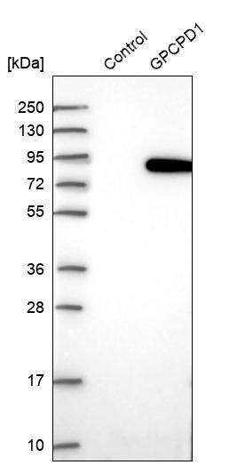 Analysis in control (vector only transfected HEK293T lysate) and over-expression lysate (Co-expressed with a C-terminal myc-DDK tag (3.1 kDa) in mammalian HEK293T cells).