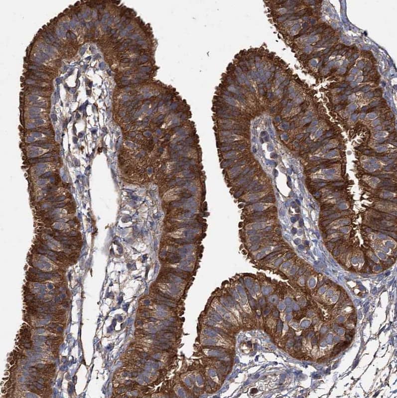Staining of human Fallopian tube shows strong cytoplasmic positivity in glandular cells.