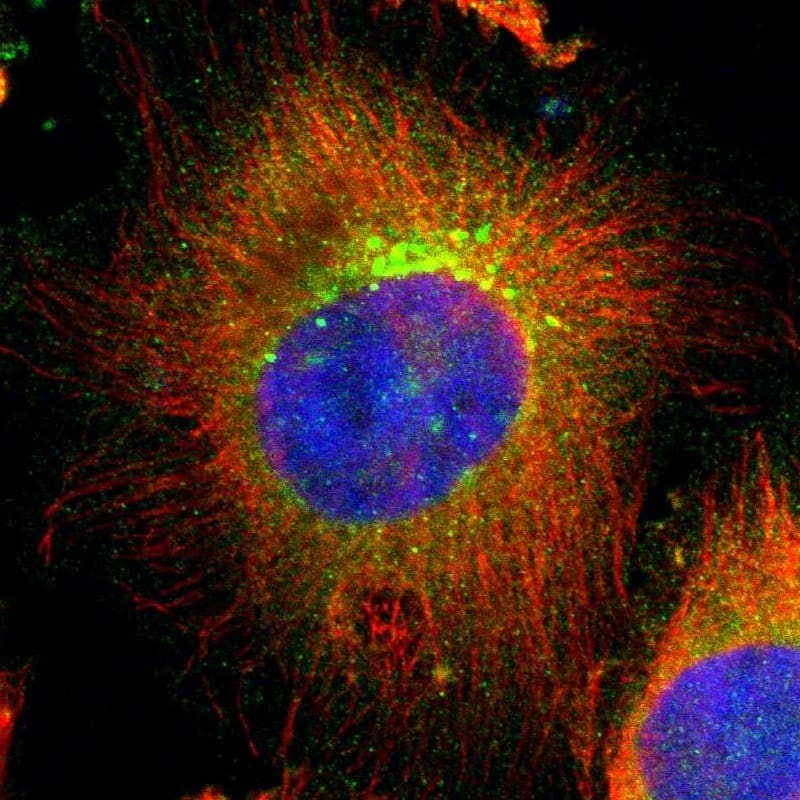 Staining of human cell line U-251 MG shows localization to plasma membrane, cytosol & the Golgi apparatus.