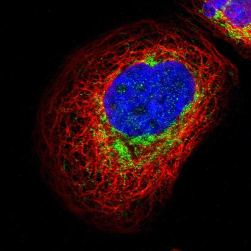Immunocytochemistry/ Immunofluorescence GALNTL4 Antibody - BSA Free