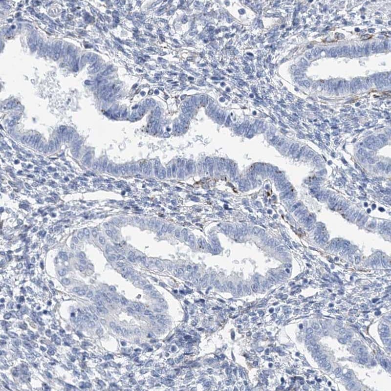 Staining of human endometrium shows low expression as expected.