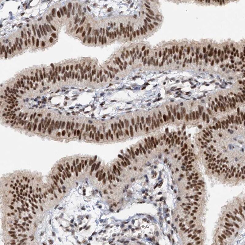 Staining of human fallopian tube shows strong nuclear positivity in glandular cells.