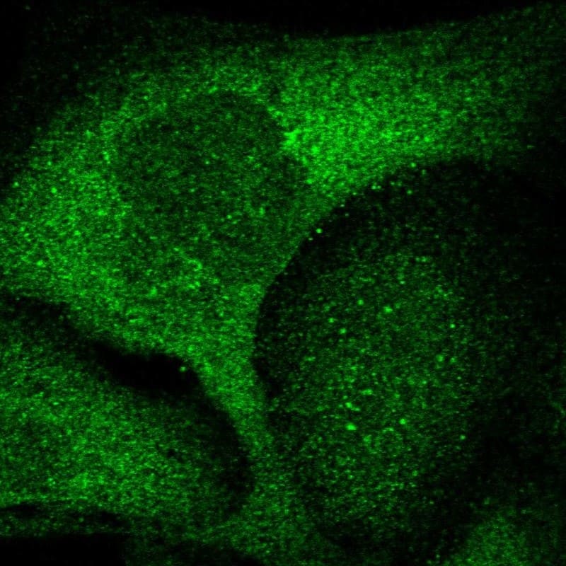 Staining of human cell line U-2 OS shows localization to cytosol.