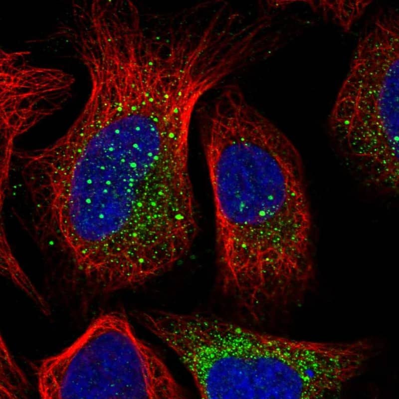 Immunocytochemistry/ Immunofluorescence PUSL1 Antibody - BSA Free