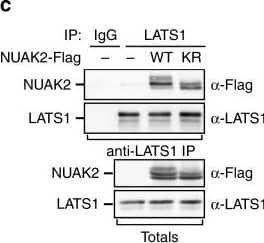 Western Blot: NUAK2 Antibody [NBP1-81880] - NUAK2 regulates YAP/TAZ activity through LATS. a Loss of NUAK2 enhances YAP/TAZ phosphorylation in MDA-MB231 cells. Quantitation of relative phosphorylation levels from blots is shown. b NUAK2 interacts with LATS1 & LATS2, but not MST1, MST2, or TAZ in the LUMIER protein interaction screen. c Lysates from HEK293T cells, transfected with NUAK2-Flag, were subjected to immunoprecipitation (IP) using anti-LATS1 antibody for endogenous LATS1 & co-immunoprecipitated NUAK2-Flag was detected by immunoblotting. Protein expression levels were confirmed (Totals). WT wild type, KR K81R, kinase dead. d–f NUAK2 requires LATS to regulate YAP/TAZ localization, phosphorylation, & target gene expression in MDA-MB231 cells. d YAP/TAZ localization was quantitated & plotted as the mean ± SD (n = 3) with representative images shown on the right. Scale bars, 25 μm. N: nuclear, C: cytoplasmic. e Target gene expression was determined by qPCR. Data are plotted as the mean ± SD (n = 3). f YAP/TAZ phosphorylation was monitored using Phos-Tag gels. Relative phosphorylation levels from blots is quantitated (right) Image collected & cropped by CiteAb from the following publication (//pubmed.ncbi.nlm.nih.gov/30158528), licensed under a CC-BY license. Not internally tested by Novus Biologicals.