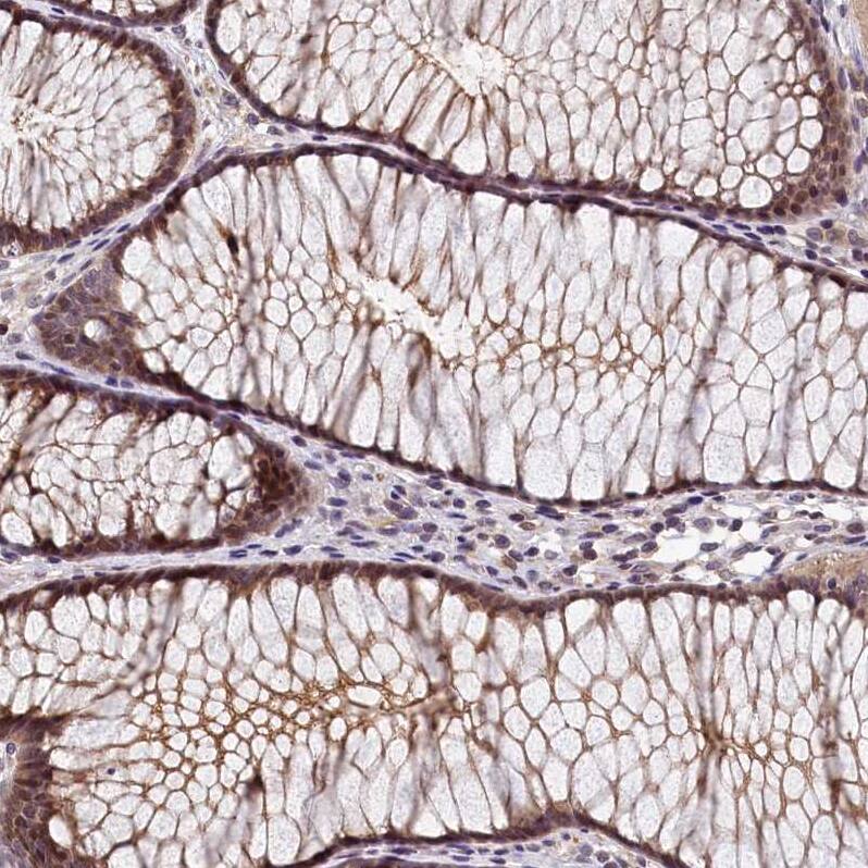 Staining of human gastrointestinal shows moderate membranous positivity in glandular cells.