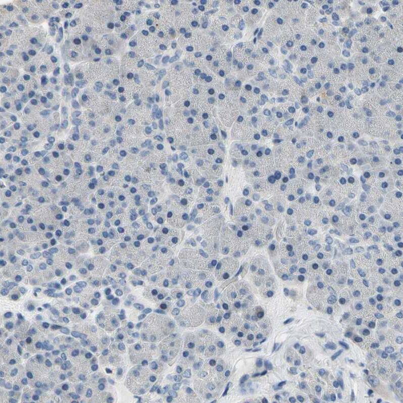Staining of human pancreas shows no positivity in exocrine glandular cells as expected.