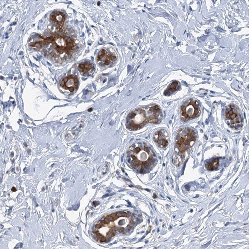 Staining of human breast shows strong cytoplasmic positivity in glandular cells.