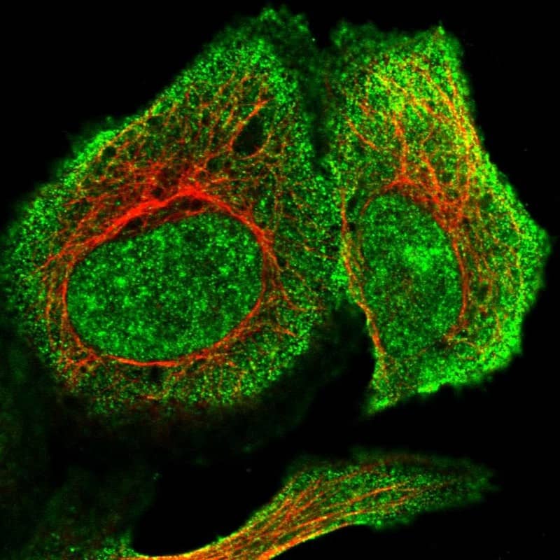Staining of human cell line U-2 OS shows localization to nuclear speckles & plasma membrane.