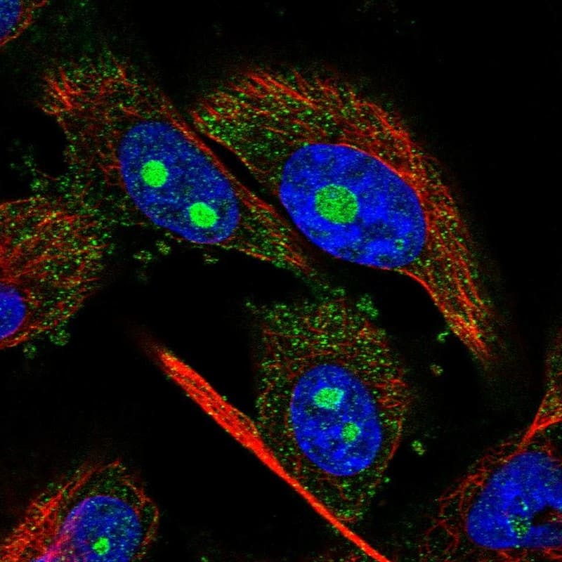 Immunocytochemistry/ Immunofluorescence NUDT8 Antibody - BSA Free